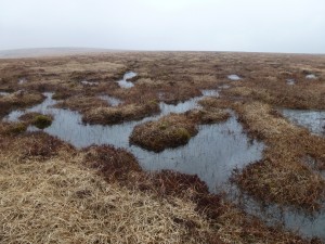 Cranmere Pool Bogs